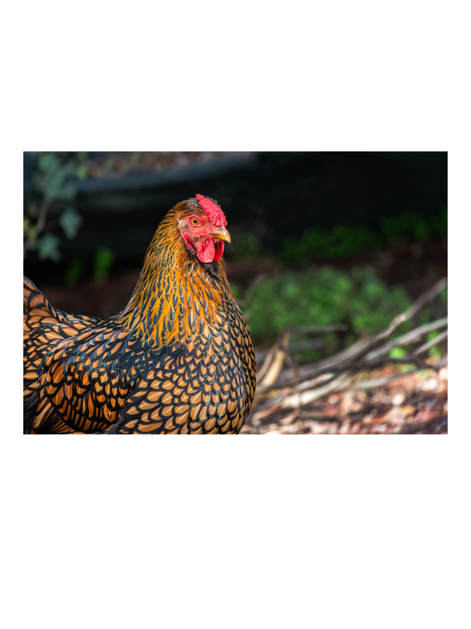 Poules pondeuses Wyandotte golden – Image 4