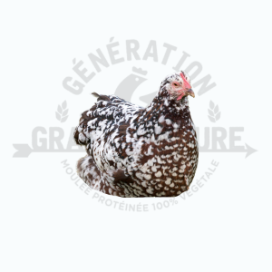 Poules pondeuses Speckeld Sussex
