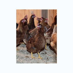 Poules pondeuses Merlan vert – Image 3