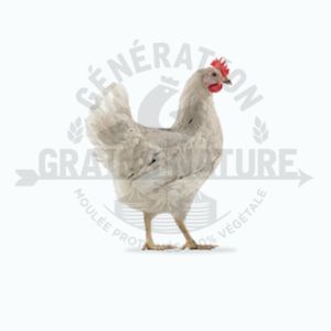 Poules pondeuses Olive (œufs verts)