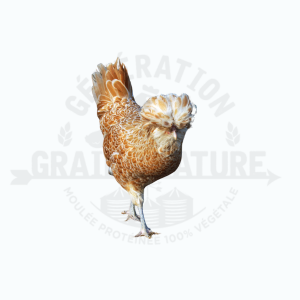 Poules pondeuses Polonaise Buff
