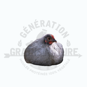 Poules pondeuses Orpington Lavande – Image 3