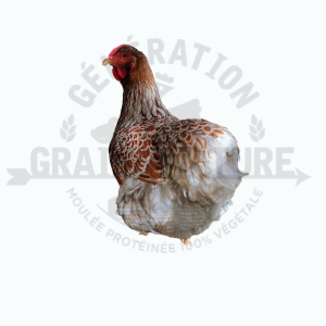 Poules pondeuses Wyandotte blue laced