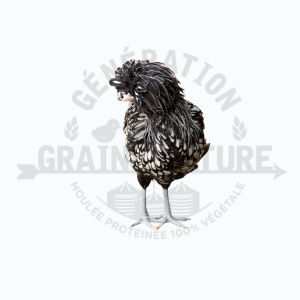 Poules pondeuses Polonaise Silver